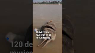 120 delfines rosados murieron en el río Amazonas [upl. by Kella]