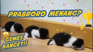 3 ANAK KUCING PERSIA KEMBAR LOMBA MERANGKAK [upl. by Dahsar199]