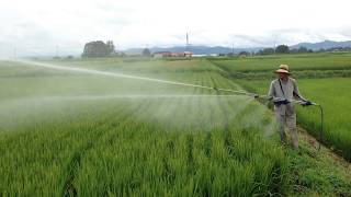 田んぼ防除2014『動力噴霧器登場です！』 Rice field disinfection Power atomizer [upl. by Yeslehc]