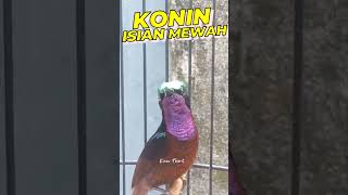 Konin Isian Mewah konin koninngobra [upl. by Rosmunda]