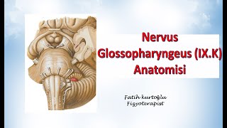 Nervus Glossopharyngeus  Neuroanatomy  Nöroanatomi Konu Anlatımı 23 [upl. by Gardal]