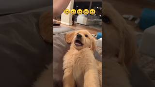 Adorable Golden Retriever Puppy Moments [upl. by Campney306]