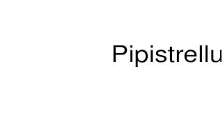 How to pronounce Pipistrellus [upl. by Bruis261]