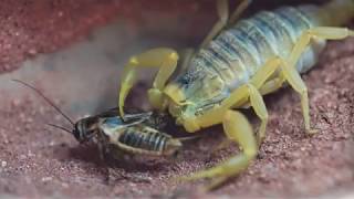 Feeding a Deathstalker Scorpion [upl. by Llertac610]