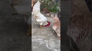 petrooster funny rooster comedy roosterlove love allpetloversaseel [upl. by Heindrick749]