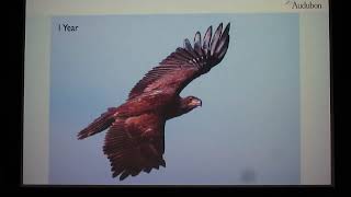 10 Nov 2024 Seminole Audubon Society Eagle Watch [upl. by Astrid]