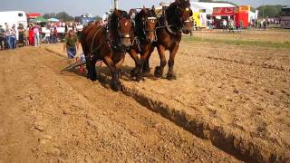 Ploegen met 3 span Belgisch trekpaard [upl. by Aradnahc727]