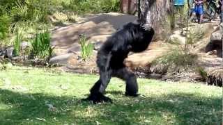 BEST VIDEO EVER  Incredible Screaming Apes [upl. by Kotz408]