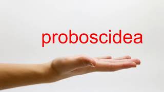 How to Pronounce proboscidea  American English [upl. by Jallier]