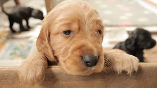 Cocker Spaniel Puppies  4 Weeks Old [upl. by Eveline]