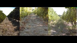 Efficacité du paillage de la vigne à la paille de blé [upl. by Del]