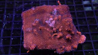 Mystic Sunset Montipora [upl. by Seyah]