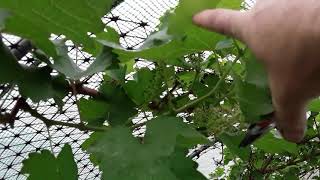 How I Am Pruning My Grape quotBoskoop Gloryquot amp quotStrawberry Protectionquot PotatoInABucketOfStones 382 [upl. by Kare]