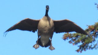 Canada Geese HONKING LANDING Angry at Each Other [upl. by Redla604]