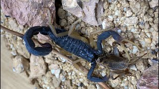 PET ALLIGATOR BACKED SCORPION STINGS AND EATS A CRICKET Hottentotta franzwerneri [upl. by Benita53]