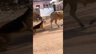 German shephard ki harkato se paresan hokar maza chakhaya countrytellers [upl. by Seigler63]