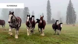 Four Types of Horses American Quarter Thoroughbred Appaloosa and Clydesdale [upl. by Anoiuq]