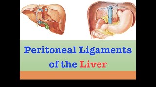 Peritoneal Ligaments of the Liver [upl. by Eehc]