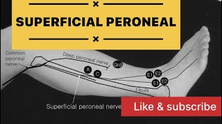 Sensory superficial peroneal nerve  ncs of superficial peroneal nerve Theneurotech [upl. by Pietra]