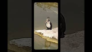 trending viralvideo Phalacrocorax lucidus birds eating snake viralvideo shorts [upl. by Atived]