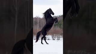 Horse Facts  Fun and Educational shortsvideo horseracing [upl. by Carilyn429]