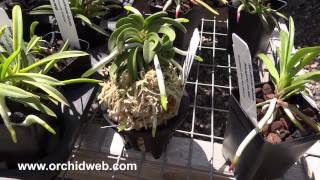 Orchid Web  Neofinetia falcata spiking in June 2014 amp root tip examples [upl. by Atillertse]