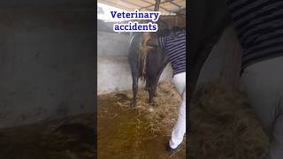 “Vet rescued dehydrated cattle with fountain like diarrhoea “ [upl. by Liva]