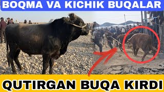 BOZORDA QUTIRGAN BUQA KIRDI BOQMA VA KICHIK BUQALAR SURXONDARYO QIZIRIQ JAXON MOLBOZORI [upl. by Rennane]