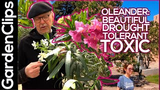 Oleander Nerium oleander Toxic drought resistant shrub or small tree Grow it outside or indoors [upl. by Cully]