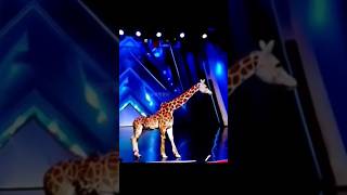 Americas Got Talent Giraffe 🦒 Magic😱😨  Duo SchumacherAGTamericagottalentmagic [upl. by Solberg265]