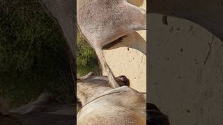 Donkeys animallove nature viralvideo youtubeshorts [upl. by Mills]