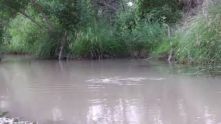 canoeing down the verde river in camp verde arizona 76 [upl. by Allen]