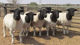 Dorper sheep in South Africa [upl. by Eilsek]