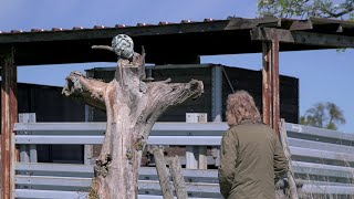 Schnecken 03 Der Tod steckt in der Gabel fest [upl. by Rebeka]