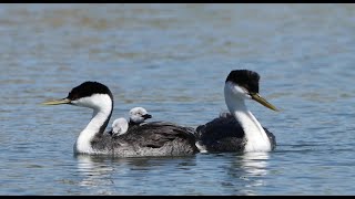 Western Grebes  keep all babies close [upl. by Latsyrhc]