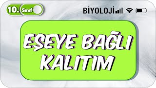 10 Sınıf Eşeye Bağlı Kalıtım Basit Konu Anlatım 2023 [upl. by Anastatius]