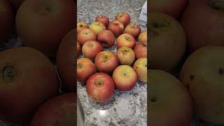 thefrugallifewithmercedes apples applesauce buylocal eatathome applesauceseason frugalmeal [upl. by Reste]