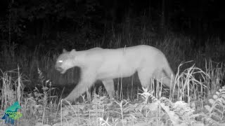 Cougar in northern Minnesota in early June [upl. by Lotson]