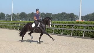 Bastiaan de Recht training Equiscios Vivendi sept 2016 [upl. by Ettedo]