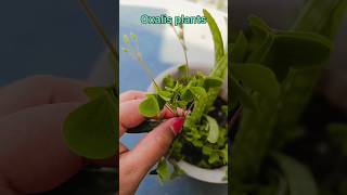 Oxalis plants🍀 plants oxalis ytshorts shortvideos gardening shorts science [upl. by Valencia37]