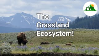 Ecosystems Episode 3 The Grassland Ecosystem [upl. by Drescher]