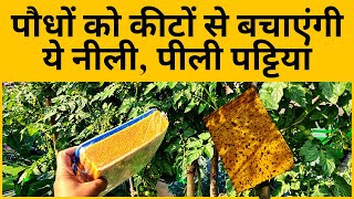 पौधों को कीटों से बचाएंगी ये नीली पीली स्टिकी ट्रैप  Yellow sticky traps for insects in hindi [upl. by Medovich449]