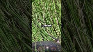 WILD BATTLE King Cobra Takes On Indian Python in Epic Showdown [upl. by Philipson]