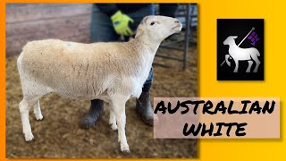 Australian White Sheep [upl. by Piselli425]