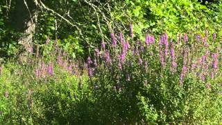 Lythrum Salicaria Purple Loosestrife [upl. by Lemej]