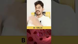 B CELLS IN HINDI AND FUNCTION anatomy quiz [upl. by Pippy]