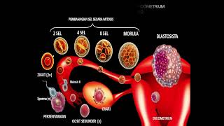 BIOLOGI T4 PERSENYAWAAN DAN KEHAMILAN  ZYGOT  EMBRIO  MORULA BLASTOSISTA  PENEMPELAN [upl. by Siramay]