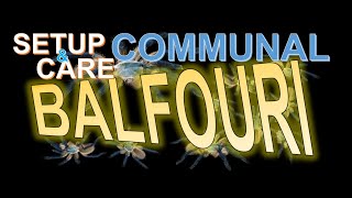 BALFOURI COMMUNAL Set up amp Care  PART 1 [upl. by Atwood]