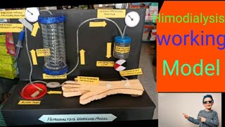 hemodialysis working model science project for exhibition biology project diy [upl. by Sorazal]