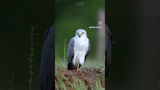 Pallid Harrier Male [upl. by Mellins]